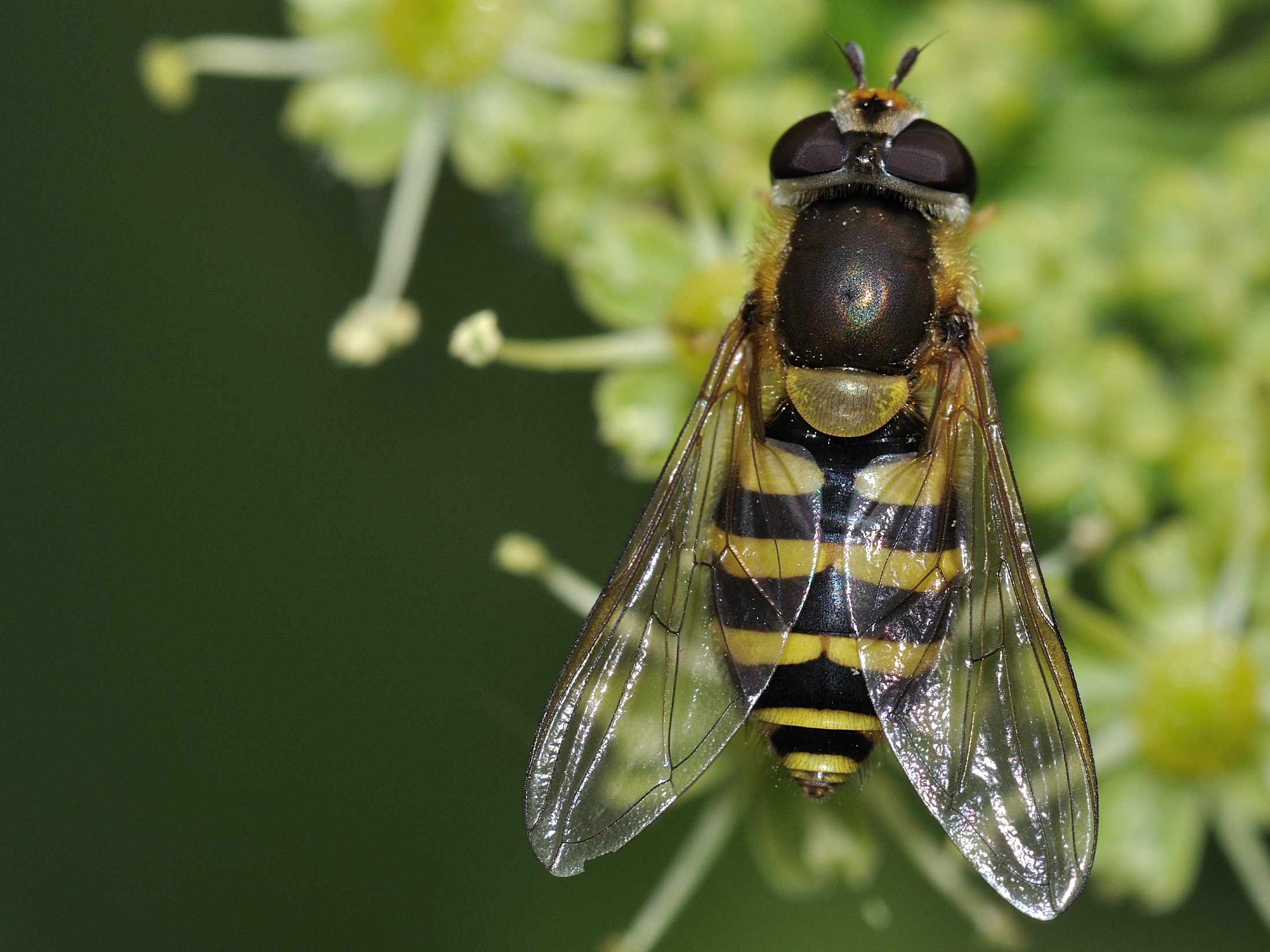 ID Syrphidae n.2